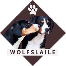 Wolfslaile | Entlebucher Sennenhunde